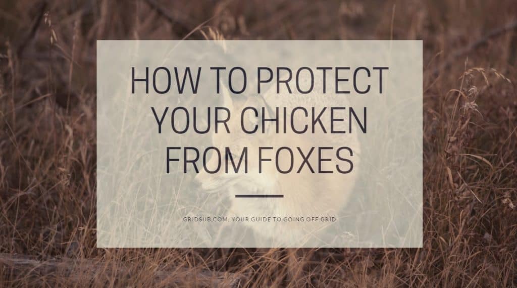 How to Protect Your Chicken from Foxes Grid Sub