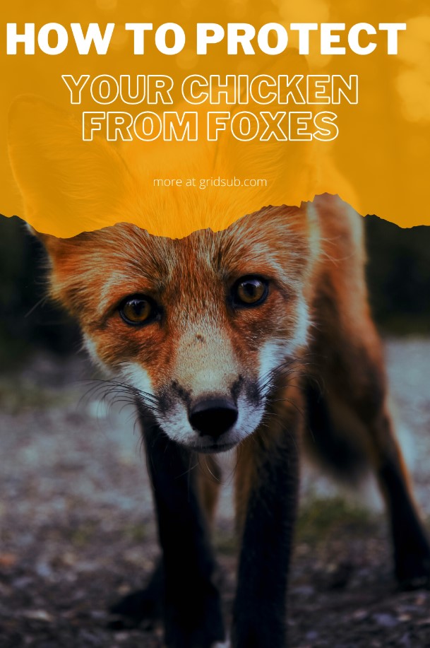 How to Protect Your Chicken from Foxes Grid Sub