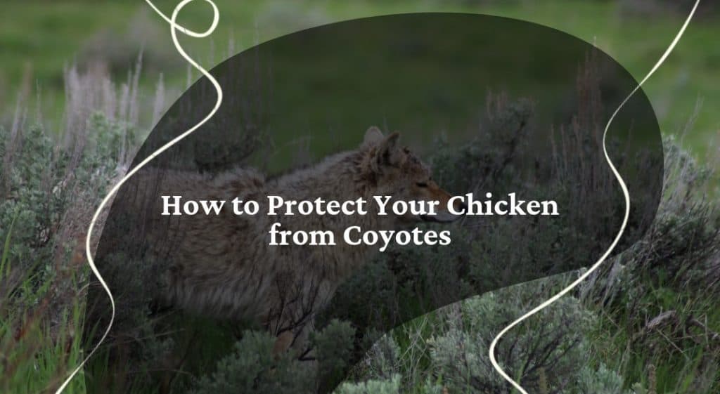How to Protect Your Chicken from Coyotes Grid Sub