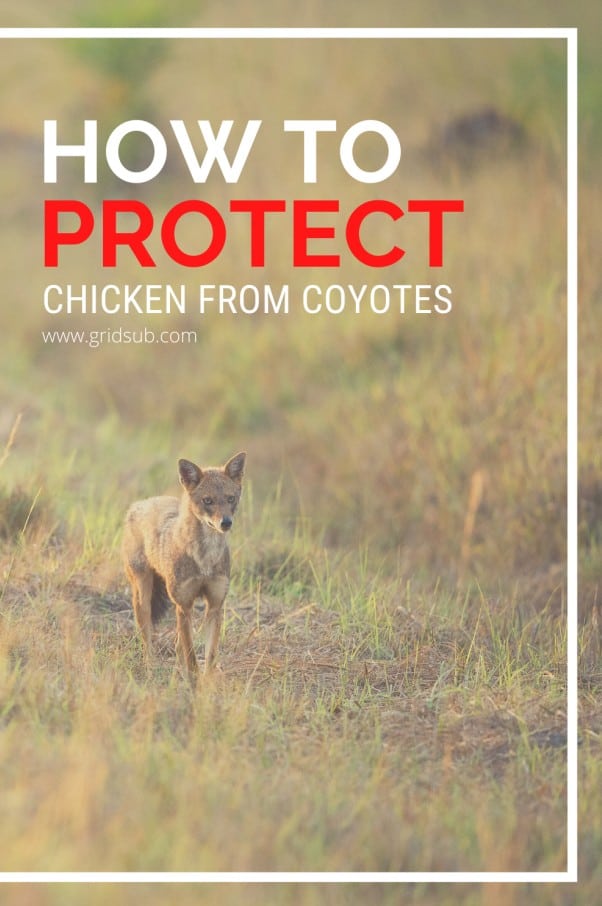 How to Protect Your Chicken from Coyotes Grid Sub