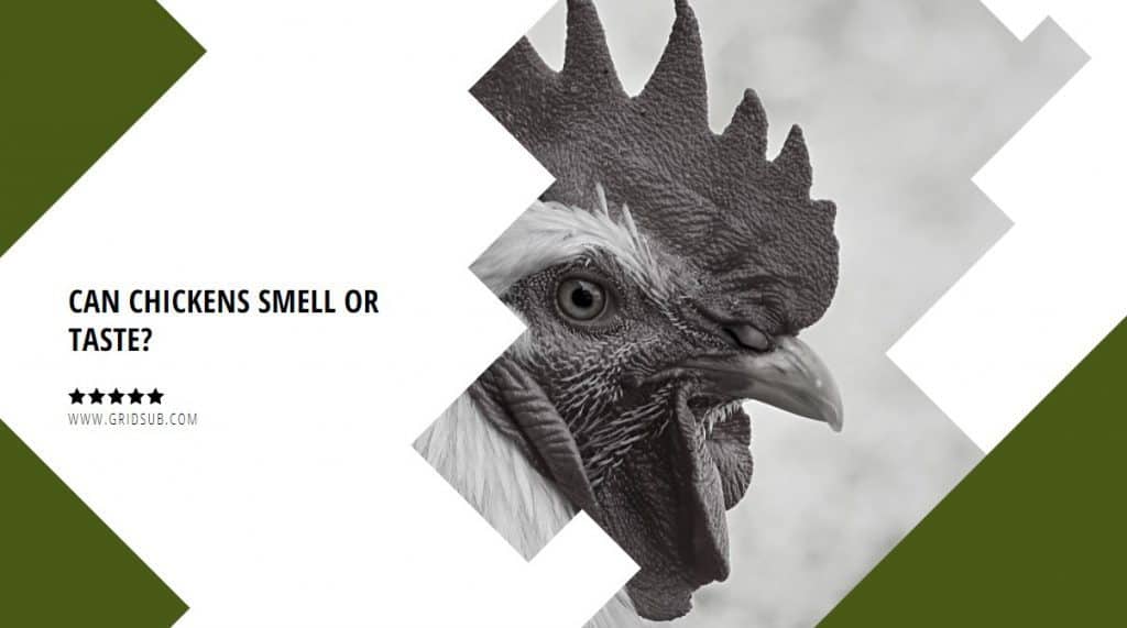 Can Chickens Smell or Taste? Grid Sub