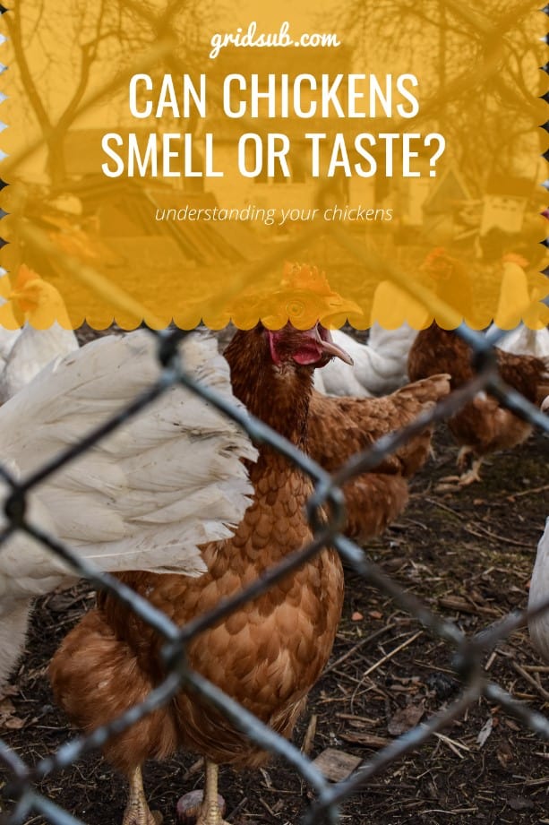 Can Chickens Smell or Taste? Grid Sub