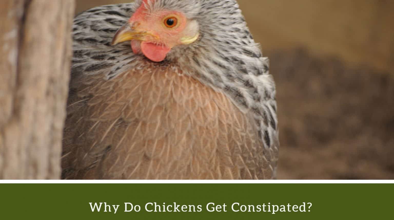Why Do Chickens Get Constipated? Grid Sub